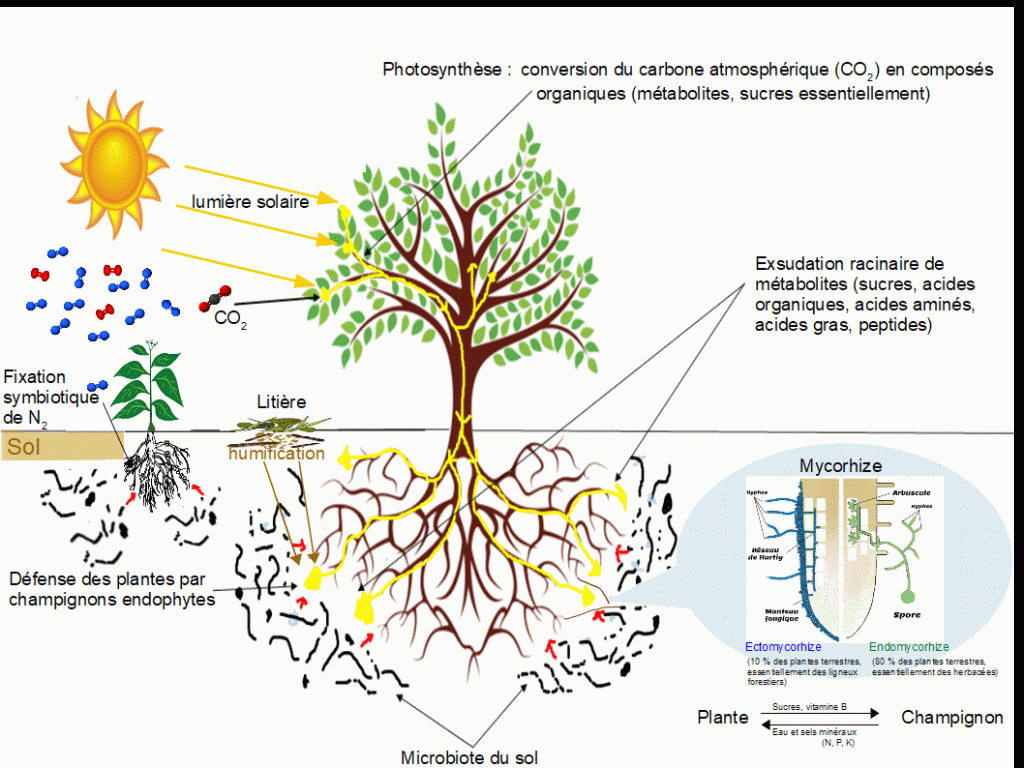 Autonomie Résilience Microbiote du sol