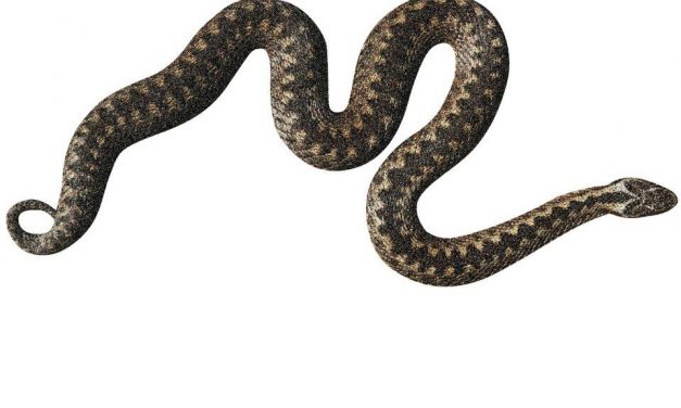 Biodiversité : ça disparaît près de chez vous