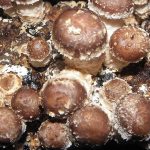 La culture des champignons