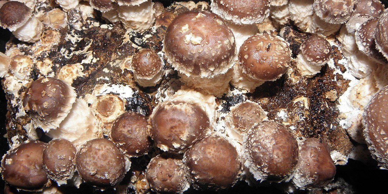 La culture des champignons
