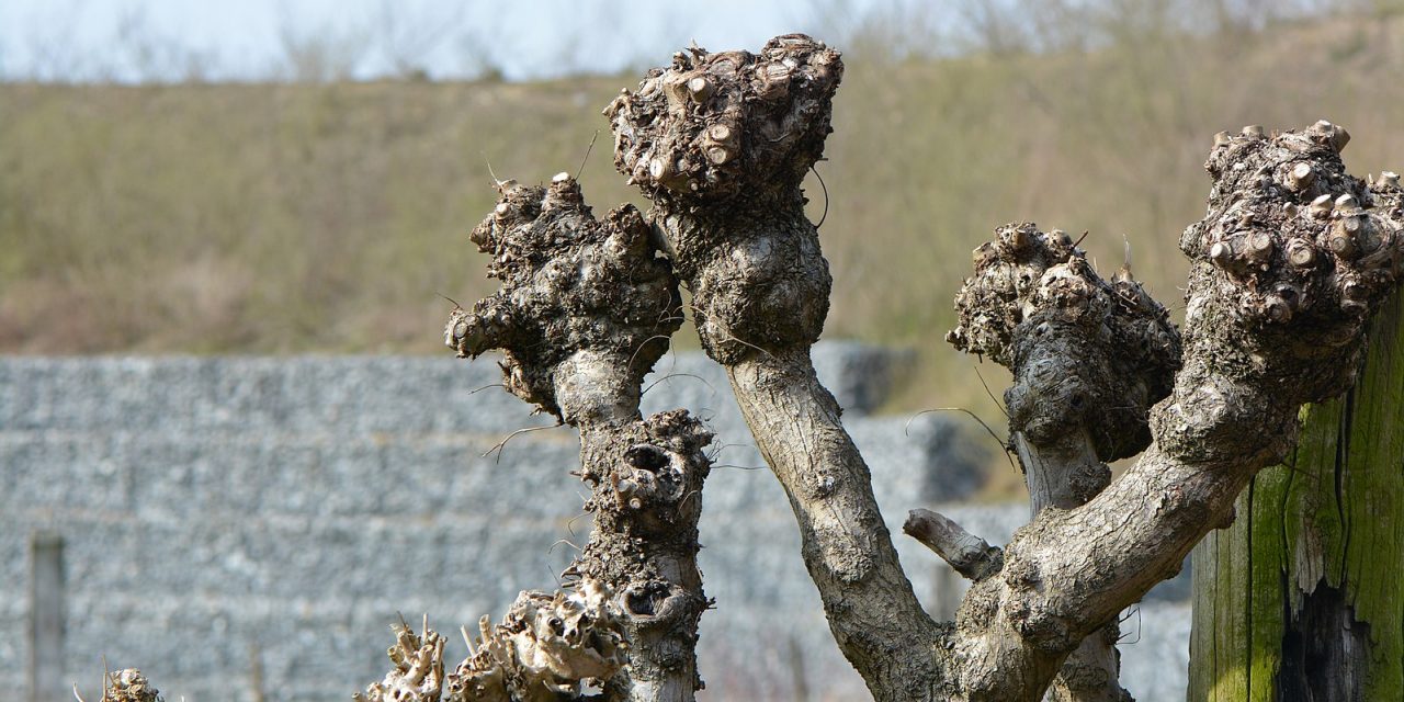 Les trognes, arbres paysans