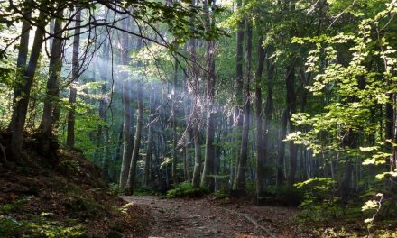 Patrimoine et résilience