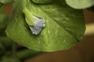 Jardin de la tuilerie- pluie du 19 avril Les petits pois 1
