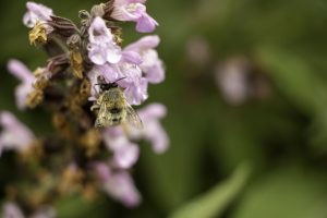 Jardin de la tuilerie- pluie du 19 avril La sauge 3