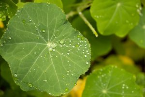Jardin de la tuilerie- pluie du 19 avril Les capucines 3