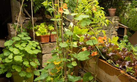 La pluie d’avril fait renaître le jardin de la tuilerie
