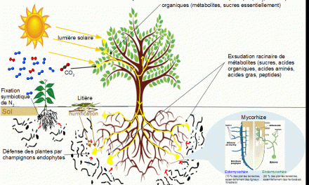Les mycorhizes, symbiose et résilience