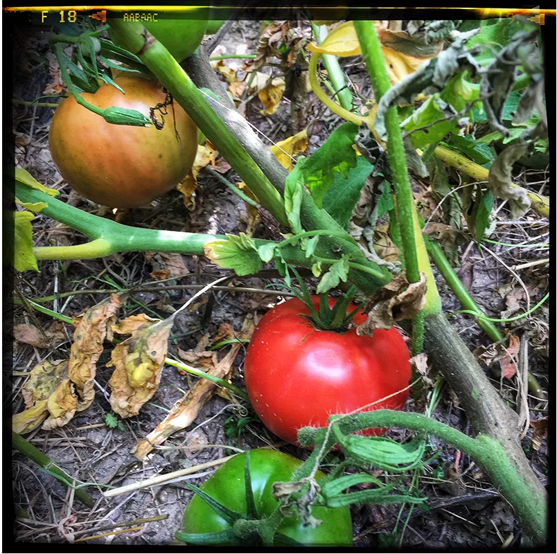 Tomates-la-ferme-dautonome-le-blaireau